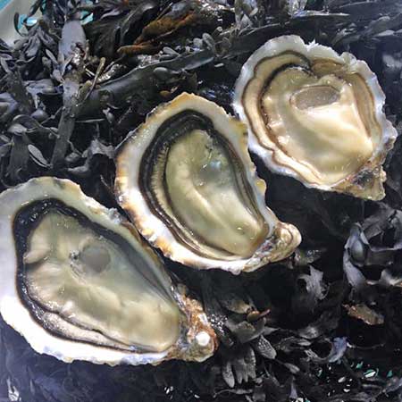 Huîtres Spéciales Ancelin Marennes Oléron et Normandie